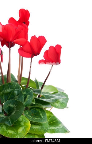 Fleurs et feuilles de cyclamen rouge Banque D'Images