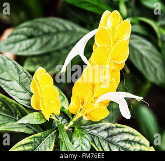 Pachystachys lutea, connu par les noms communs des plantes et crevettes sucette or plante, est un climat subtropical Banque D'Images