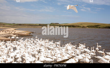 Abbotsbury Swannery,Dorset, Angleterre, Europe. Banque D'Images