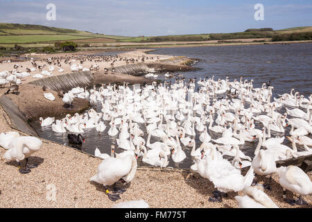 Abbotsbury Swannery,Dorset, Angleterre, Europe. Banque D'Images