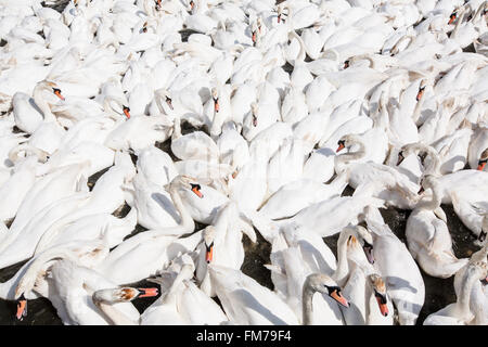 Abbotsbury Swannery,Dorset, Angleterre, Europe. Banque D'Images