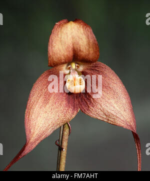 Tainan. Mar 11, 2016. Photo prise le 11 mars 2016, Dracula simia montre ou de l'orchidée singe, à la conférence de presse d'ouverture de Taiwan International Orchid Show qui se tiendra à Tainan, Taiwan de la Chine du sud-est. La Taiwan International Orchid Show 2016 se tiendra du 12 au 21 mars dans la région de Tainan, à laquelle l'orchidée singe espèces importées d'Amérique du Sud sera un des points saillants. © Xinhua/Alamy Live News Banque D'Images