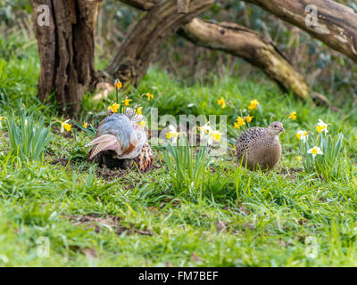 Beau mâle Faisan de Colchide (Phasianus colchicus) et femelle entre nourriture naturelle n jonquille woodland forest. Banque D'Images