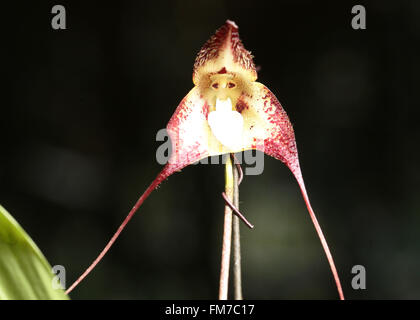 Tainan. Mar 11, 2016. Photo prise le 11 mars 2016, Dracula simia montre ou de l'orchidée singe, à la conférence de presse d'ouverture de Taiwan International Orchid Show qui se tiendra à Tainan, Taiwan de la Chine du sud-est. La Taiwan International Orchid Show 2016 se tiendra du 12 au 21 mars dans la région de Tainan, à laquelle l'orchidée singe espèces importées d'Amérique du Sud sera un des points saillants. © Xinhua/Alamy Live News Banque D'Images