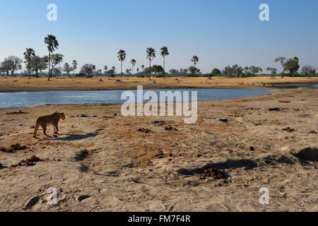 Le Zimbabwe, département, parc national de Hwange, groupe de lions (Panthera leo) autour d'un étang Banque D'Images