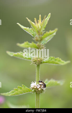 Gypsywort (Lycopus europaeus) et d'épaisseur en tailleur hoverfly (Syritta pipiens). Une plante à fleurs blanches d'être pollinisées Banque D'Images