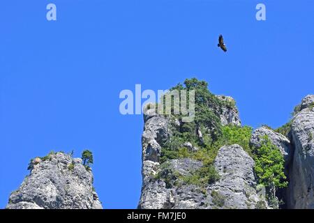 En France, en Lozère, Cévennes, le vautour fauve (Gyps fulvus) volant au-dessus des gorges de la Jonte Banque D'Images