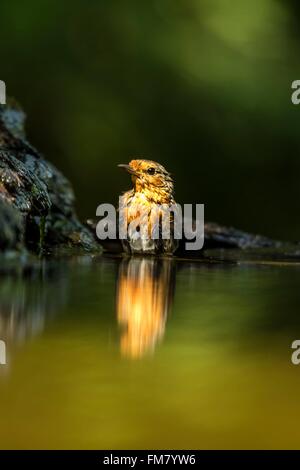 La Hongrie, Kiskunsagi, Csongrad, Pusztaszer Parc national, européen robin (Erithacus rubecula aux abords), baignade Banque D'Images