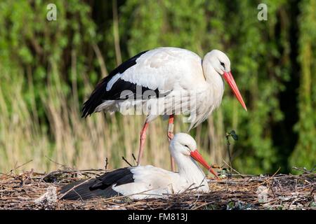 France, Alsace, Hunawihr, Cigogne Blanche (Ciconia ciconia) dans le centre de réintroduction des cigognes en Alsace, en couple sur le nid Banque D'Images