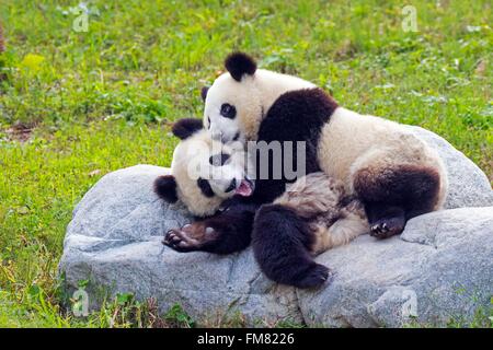 La Chine, la province du Sichuan, Chengdu, recherche de base de l'élevage du Panda Géant ou Chengdu Panda Base, grand panda (Ailuropoda melanoleuca), Banque D'Images