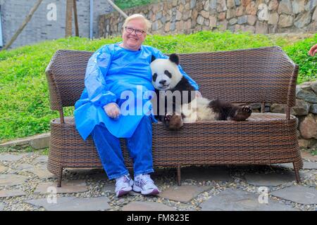 La Chine, la province du Sichuan, Chengdu, recherche de base de l'élevage du Panda Géant ou Chengdu Panda Base, grand panda (Ailuropoda melanoleuca), captive, photo souvenir avec tourist Banque D'Images