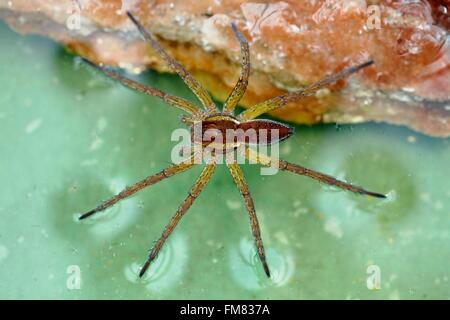 France, Morbihan, Araneae, Pisauridae, radeau ou araignée araignée Dolomedes fimbriatus (Jésus) Banque D'Images