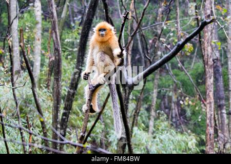 Chine, province du Shaanxi, montagnes Qinling, Golden snub-nosed (Rhinopithecus roxellana singe) Banque D'Images