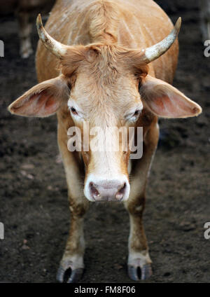 Vaches à la regarder. OX. Animaux. Banque D'Images