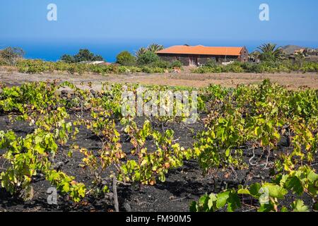 Espagne, Canaries, El Hierro island a déclaré Réserve de biosphère par l'UNESCO, la viticulture sur sols volcaniques Banque D'Images