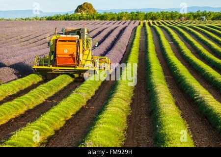 France, Alpes de Haute Provence, parc naturel régional du Verdon, plateau de Valensole, la récolte de la lavande en Juillet Banque D'Images