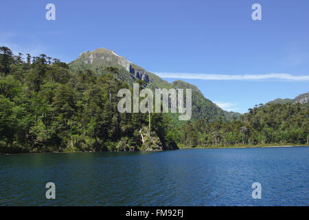 Lago el Toro avec Huerquenes Araucaria, Parc National, Patagonie, Chili Banque D'Images