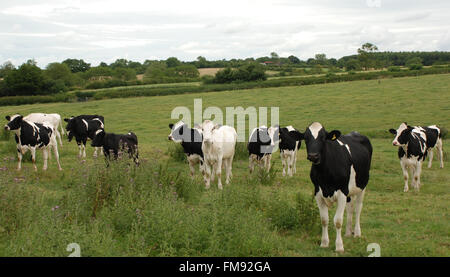 Troupeau de vaches en noir et blanc dans le champ vert Banque D'Images