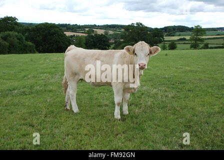 Light Brown cow in green field Banque D'Images