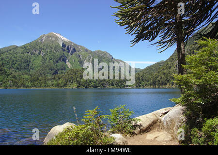 Lago el Toro avec Huerquenes Araucaria, Parc National, Patagonie, Chili Banque D'Images