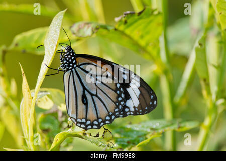 Tigre commun papillon sur une feuille dans Kanha National Park, Inde. Nom scientifique Danaus Genutia Banque D'Images