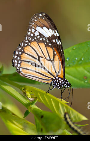 Tigre commun papillon sur une feuille dans Kanha National Park, Inde. Nom scientifique Danaus Genutia Banque D'Images