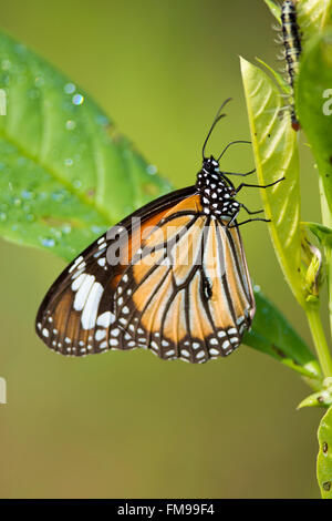 Tigre commun papillon sur une feuille dans Kanha National Park, Inde. Nom scientifique Danaus Genutia Banque D'Images