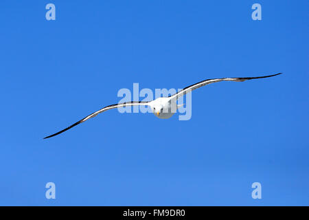 Kelp Gull, Betty's Bay, Western Cape, Afrique du Sud, Afrique / (Larus dominicanus) Banque D'Images