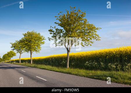 Le Danemark, Mon, Magleby, champ de colza de printemps, Banque D'Images