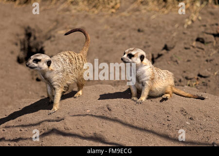 Couple, Suricate, alerte Petit Karoo, Western Cape, Afrique du Sud, Afrique / (Suricata suricatta) Banque D'Images