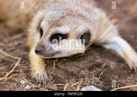 Little Karoo, Suricate, Western Cape, Afrique du Sud, Afrique / (Suricata suricatta) Banque D'Images