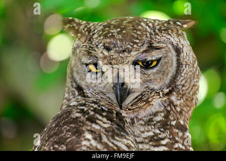 Spotted Eagle Owl, Western Cape, Afrique du Sud, Afrique / (Bubo africanus) Banque D'Images