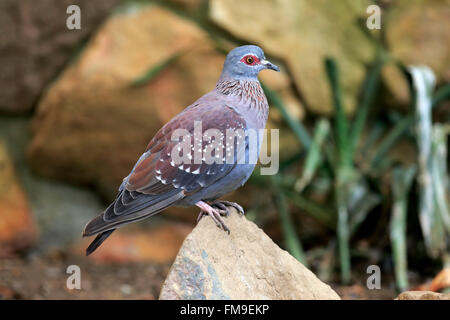 Pigeon biset pigeon, tachetés, des profils sur rock, Simonstown, Western Cape, Afrique du Sud, Afrique / (Columba guinea) Banque D'Images