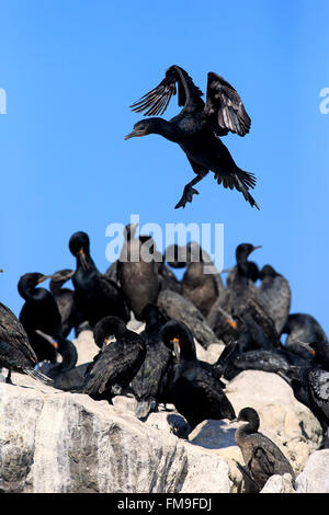 Cape, Cape Cormorant Shag, colonie, Betty's Bay, Western Cape, Afrique du Sud, Afrique / (Phalacrocorax capensis) Banque D'Images