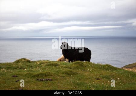 Islnads la faune dans les îles Féroé dans l'Atlantique nord Banque D'Images