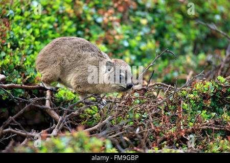 Rock Dassie, les jeunes à la recherche de nourriture, de Betty's Bay, Western Cape, Afrique du Sud, Afrique / (Procavia capensis) Banque D'Images