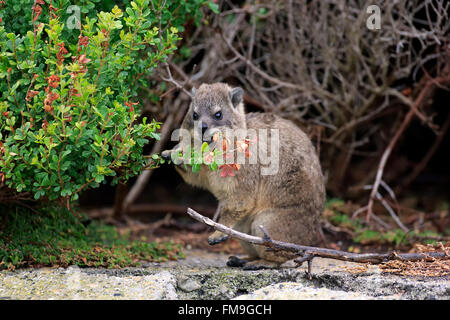 Rock Dassie, les jeunes l'alimentation, Betty's Bay, Western Cape, Afrique du Sud, Afrique / (Procavia capensis) Banque D'Images