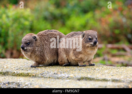 Rock Dassie, deux jeunes, Betty's Bay, Western Cape, Afrique du Sud, Afrique / (Procavia capensis) Banque D'Images