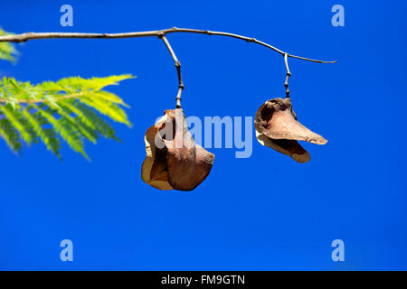 Arbre Jacaranda Jacaranda, arbre, graines, Western Cape, Afrique du Sud / (Jacaranda mimosifolia) Banque D'Images