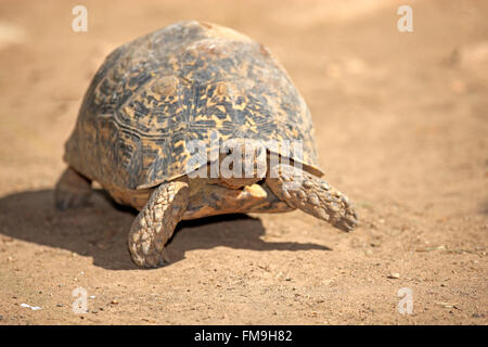 Tortue léopard, parc national Addo Elephant, Eastern Cape, Afrique du Sud, Afrique / (Testudo pardalis) Banque D'Images