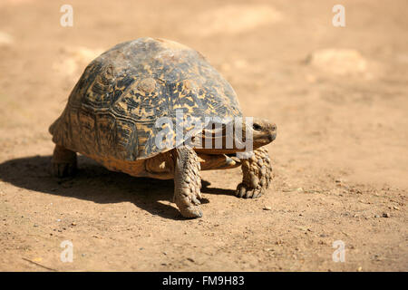 Tortue léopard, parc national Addo Elephant, Eastern Cape, Afrique du Sud, Afrique / (Testudo pardalis) Banque D'Images