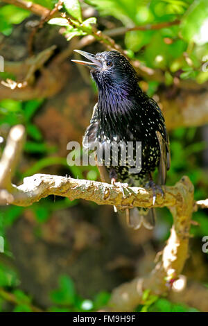 L'étourneau sansonnet, Western Cape, Afrique du Sud, Afrique / (Sturnus vulgaris) Banque D'Images