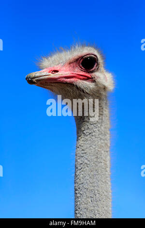 Autruche d'Afrique du Sud, homme adulte portrait, Petit Karoo, Western Cape, Afrique du Sud, Afrique / (Struthio camelus australis)