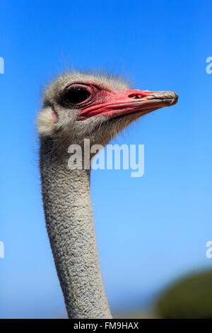 Autruche d'Afrique du Sud, homme adulte portrait, Petit Karoo, Western Cape, Afrique du Sud, Afrique / (Struthio camelus australis)