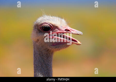 Autruche d'Afrique du Sud, homme adulte portrait, Petit Karoo, Western Cape, Afrique du Sud, Afrique / (Struthio camelus australis)
