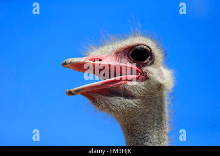 Autruche d'Afrique du Sud, homme adulte portrait, Petit Karoo, Western Cape, Afrique du Sud, Afrique / (Struthio camelus australis)