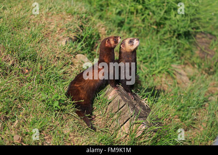 Le putois d'Europe, couple alerte, Surrey, Angleterre, Europe / (Mustela putorius) Banque D'Images