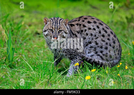 Pêche à la Cat, Asie / (Prionailurus viverrinus) Banque D'Images