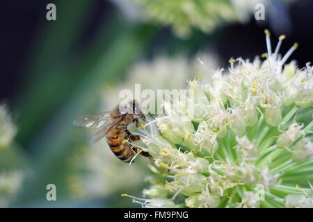 Abeille sur fleur blanche Banque D'Images