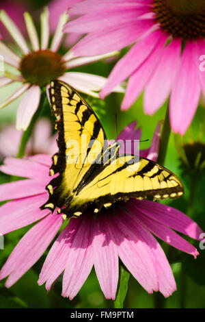 Eastern tiger swallowtail butterfly close up wings ouvrir reposant sur l'échinacée fleurs dans le jardin d'environnement. Banque D'Images